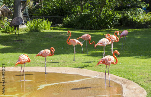 Red Flamingos in Hawaii Zoo
