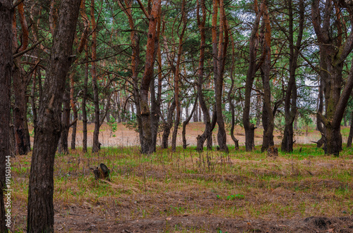 Glade in the forest