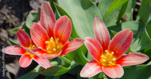 A red-flowered tulip is visited by a bee.