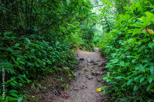 pathway to the rainforest on manoa falls trail in manoa 