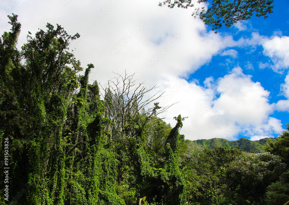 Fototapeta premium Upward view of huge trees in tropical rainforest. Manoa Falls, Honolulu, Oahu