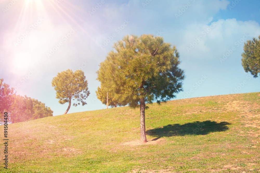 Fototapeta premium sunny nature landscape with trees and meadow cloud grass