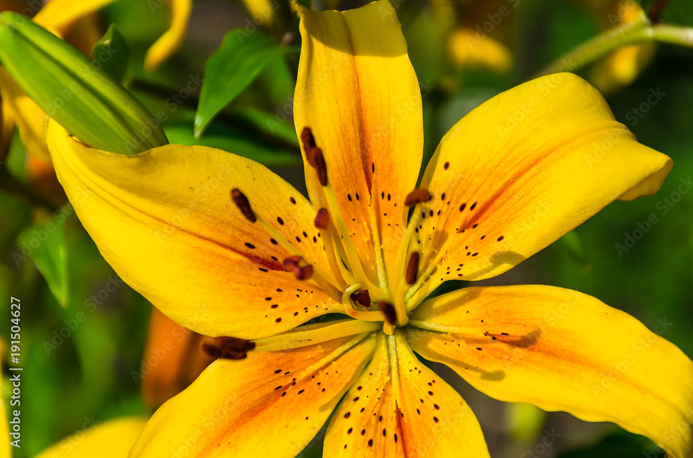 Obraz premium Yellow lily
