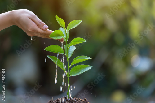 Hands are watering the seedlings in the natural background.