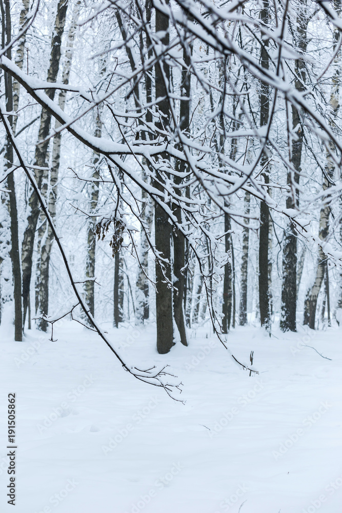 Fototapeta premium Trees covered with hoarfrost and snow