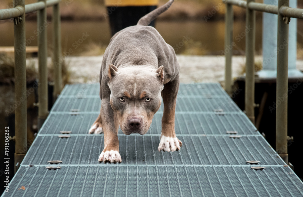 Hund Pitbull American Bully gefährlicher Blick – Stock-Foto | Adobe Stock