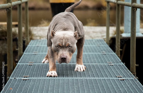 Hund Pitbull American Bully gefährlicher Blick photo