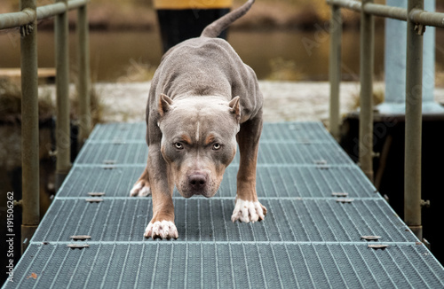 Hund Pitbull American Bully gefährlicher Blick