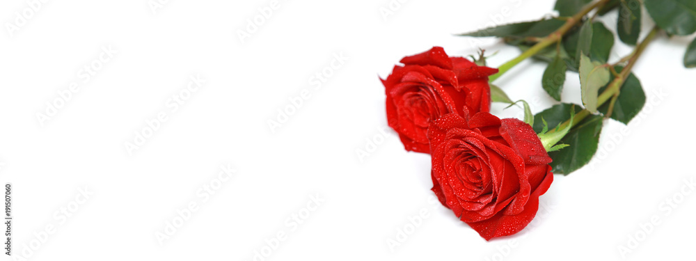 Fototapeta premium Rote Rosen