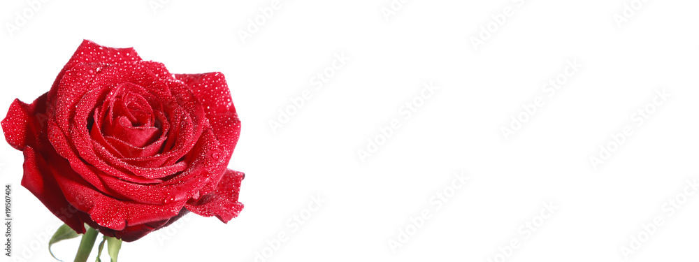 Rote Rosen Rote Rosen