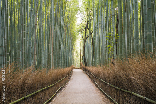 Path through bamboo trees, Japan