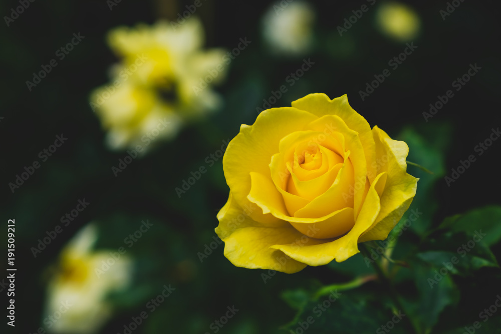 Beautiful yellow roses in garden Beautiful yellow roses in garden