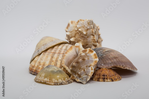 A Collection of Shells