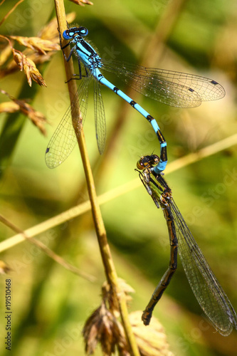 Male and female damselflies mating in the countryside