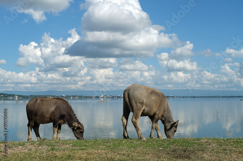 Asian buffalo eat grass near the lake on a bright day