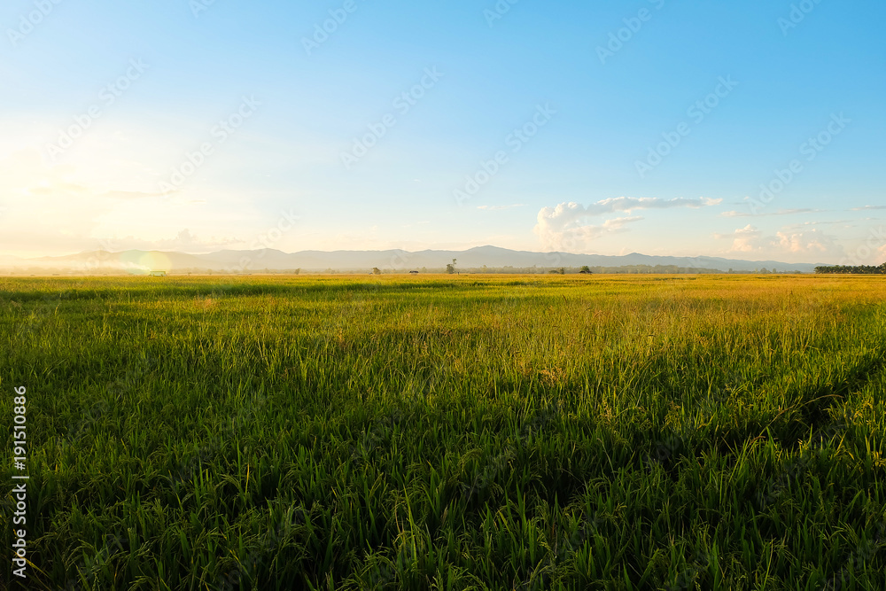 Rice field at twilight sunset, Light shining through mountain