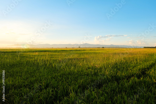 Rice field at twilight sunset, Light shining through mountain