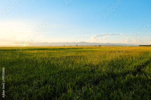 Rice field at twilight sunset  Light shining through mountain