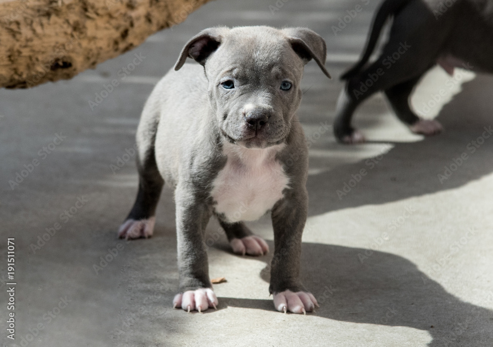 Fototapeta premium Welpe Pitbull American Bully 