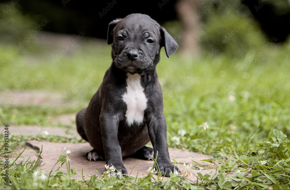 Welpe Pitbull American Bully Welpe Pitbull American Bully