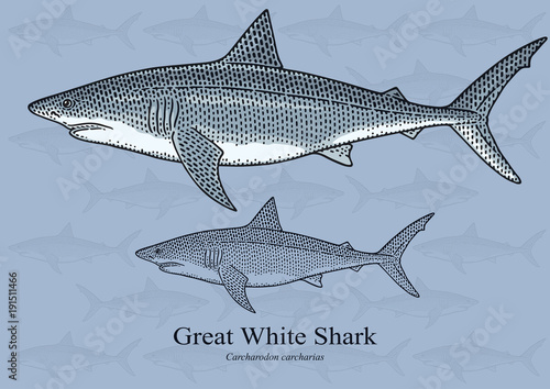 Great White Shark. Vector illustration with refined details and optimized stroke that allows the image to be used in small sizes (in packaging design, decoration, educational graphics, etc.)