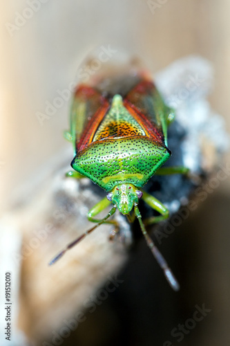 Green legged Shieldbug, known also as Forest Bug, Pentatoma ruffles photo