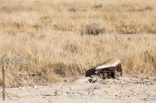 Honey badger, Etosha National Park, Namibia photo