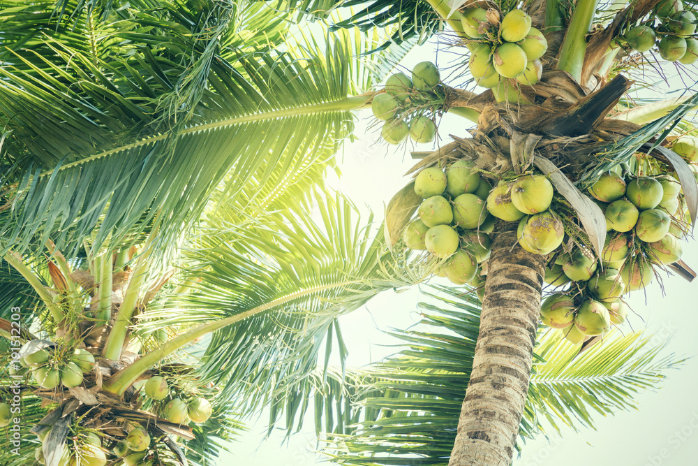 Obraz premium Świeże zielone orzechy kokosowe na palmy w światłach słońca