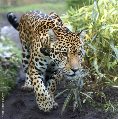 Close-up view of a walking Jaguar  Panthera onca 
