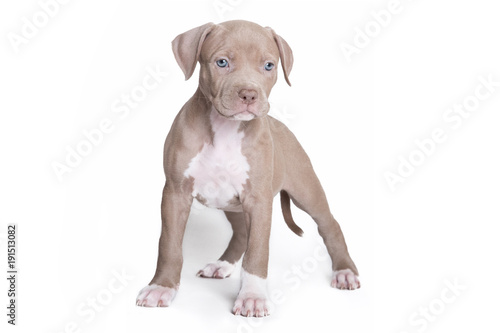 Welpe Pitbull American Bully isloiert