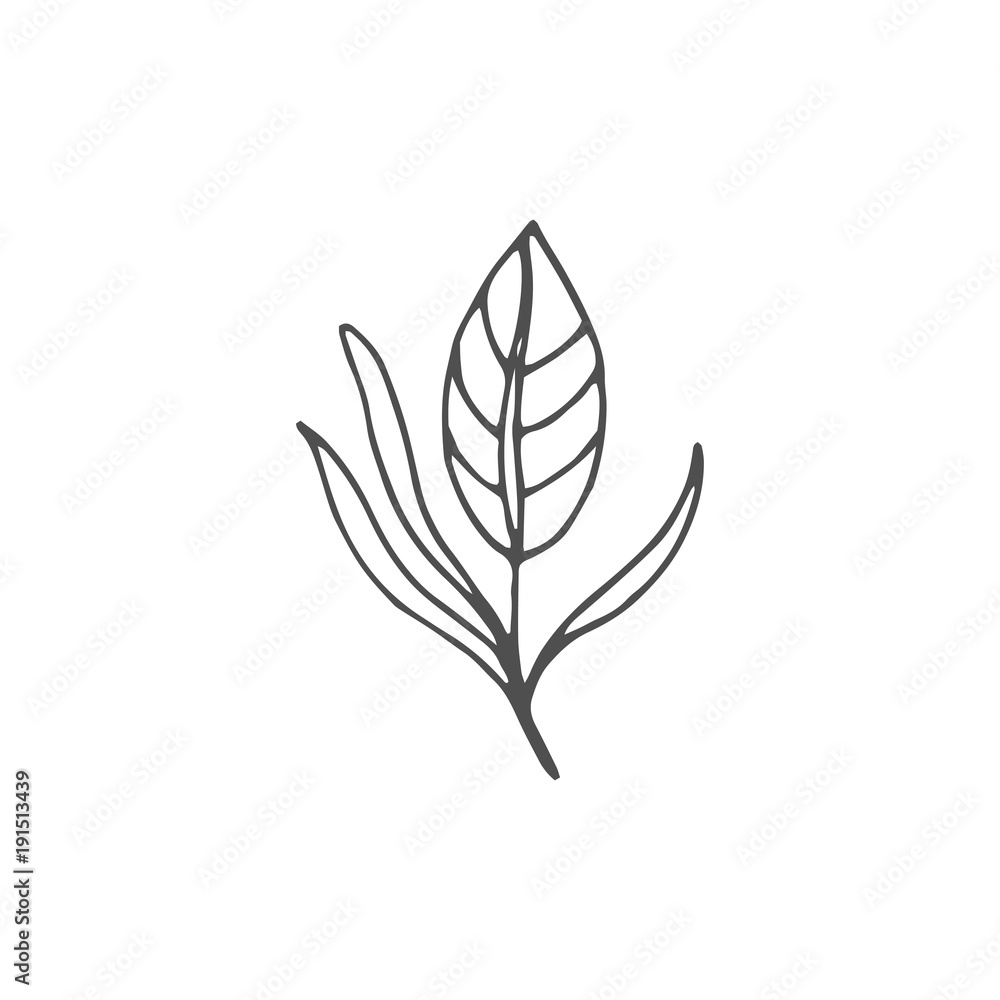 leaf vector draw leaf vector draw