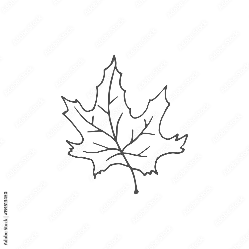Fototapeta premium maple leaf vector draw