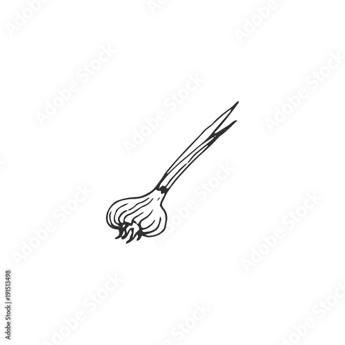 onion vector draw