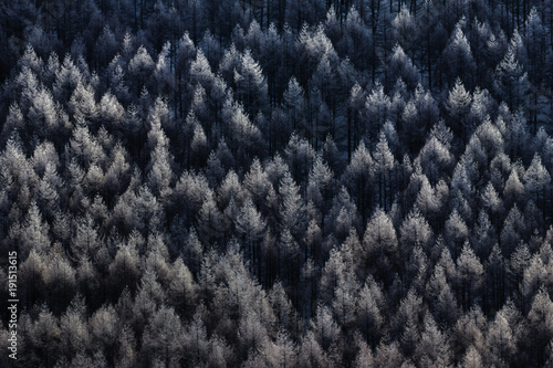 霧氷 カラマツ林