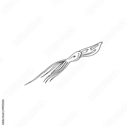 squid vector draw