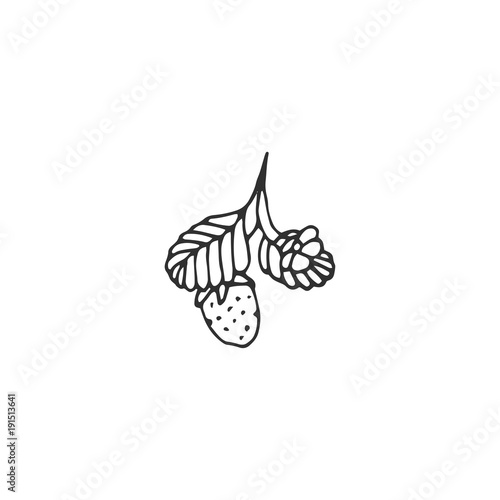 strawberry with leaf vector draw
