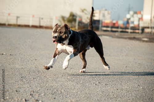 Hund Pitbull American Bully gefährlicher Blick