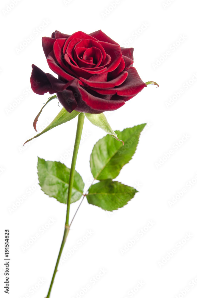 Fototapeta premium single red rose isolated on white background