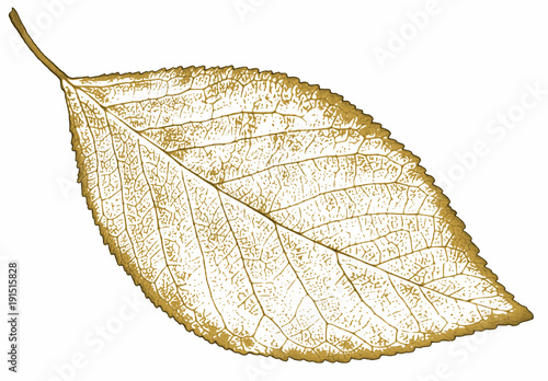 Fototapeta Naklejka Na Ścianę i Meble -  nature leaf Isolated