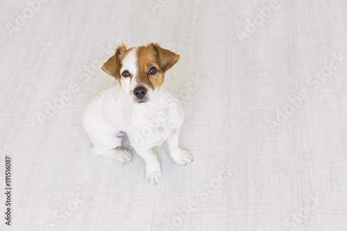 portrait of a young beautiful dog sitting on the wood floor and looking at the camera. He is cute and small size. Pets indoors