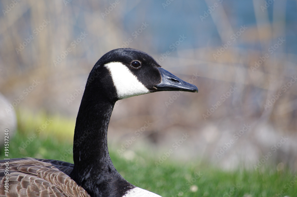 Canadian Goose Canadian Goose