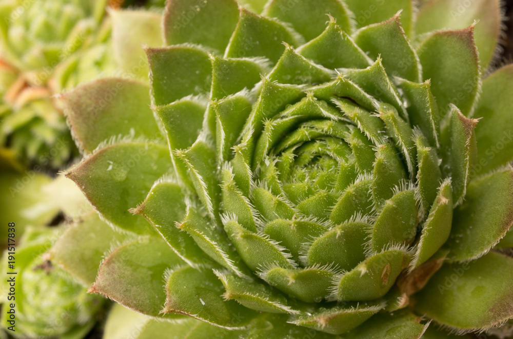 Obraz premium Succulent