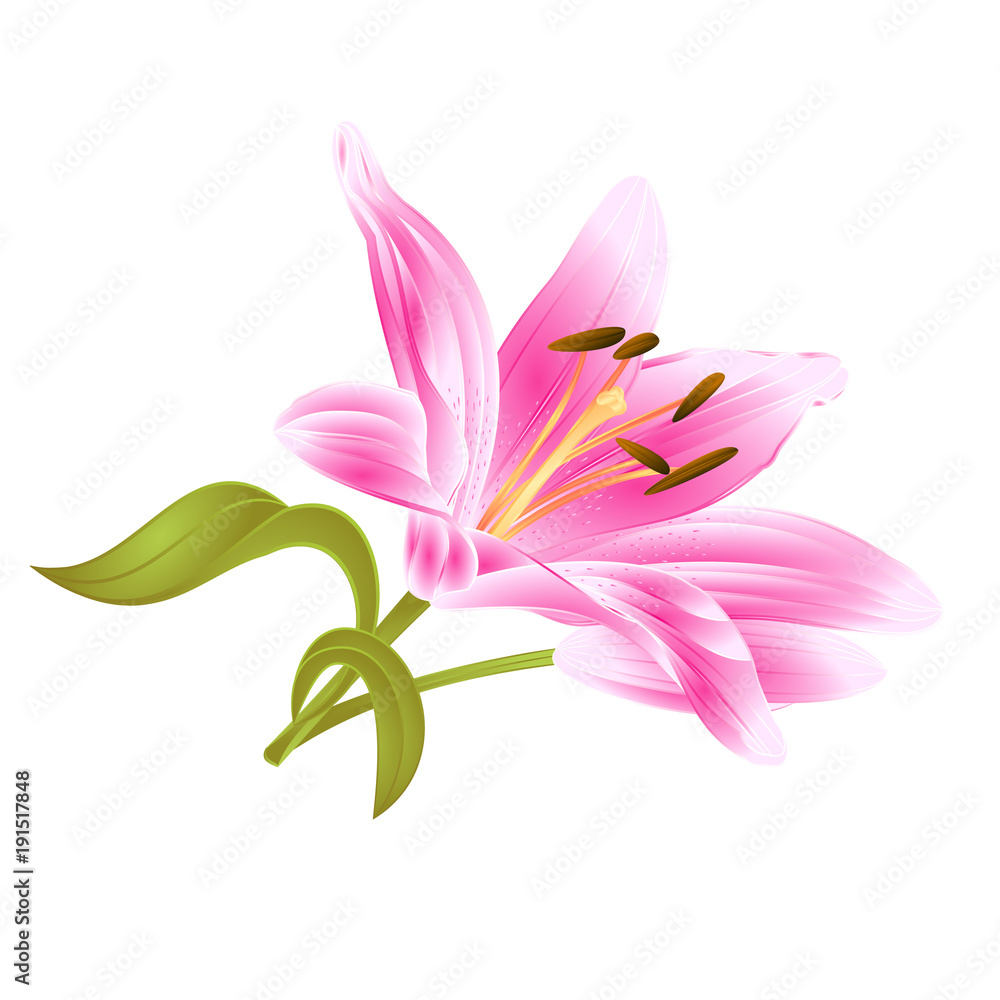 Flower pink   Lily Lilium candidum editable on a white background vector editable illustration  Hand draw