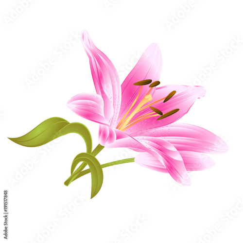 Flower pink Lily Lilium candidum editable on a white background vector editable illustration Hand draw