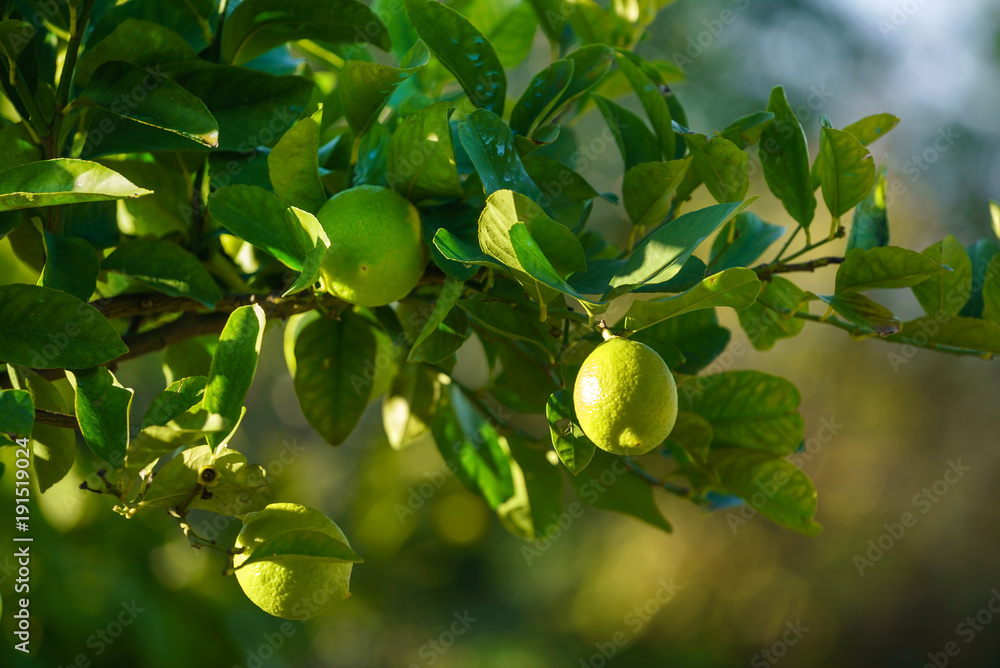 lemon tree with lemon fruits