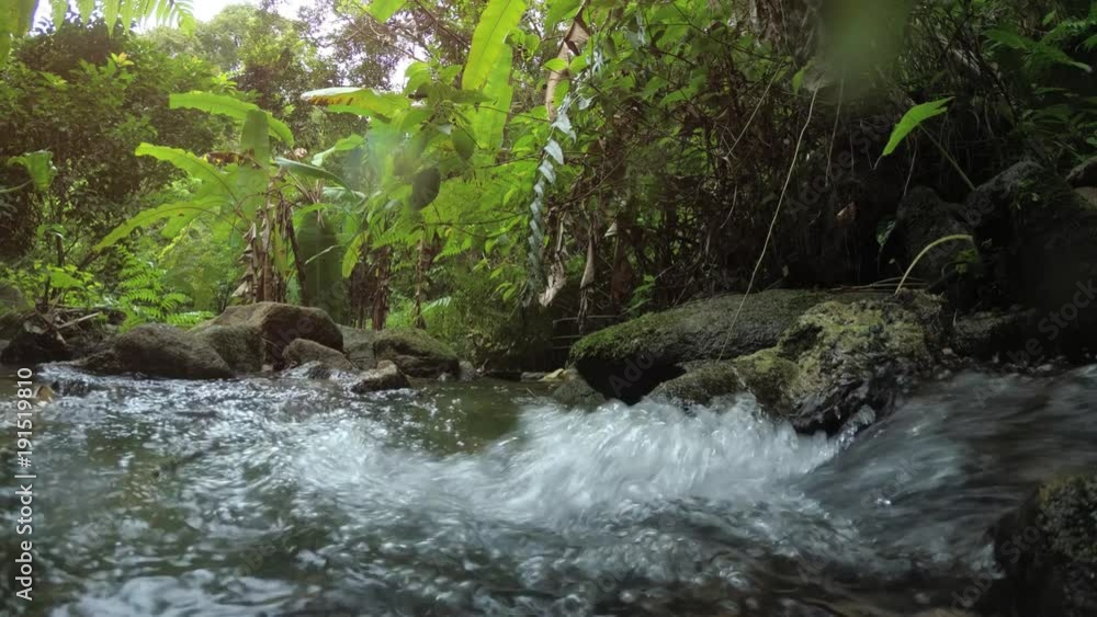 Natural Stream through Phuket Tropical Rainforest with Sound Natural Stream through Phuket Tropical Rainforest with Sound