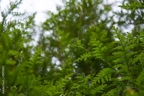 Grüner Buchsbaum in einem Waldgebiet in Deutschland aufgenommen