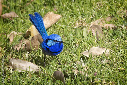 Splendid Fairy Wren (Malurus splendens), Perth, Western Australia, Australia photo