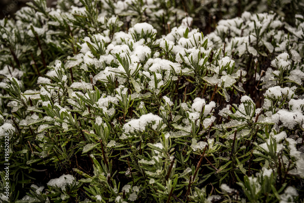 Beautiful green lavender with white snow Beautiful green lavender with white snow