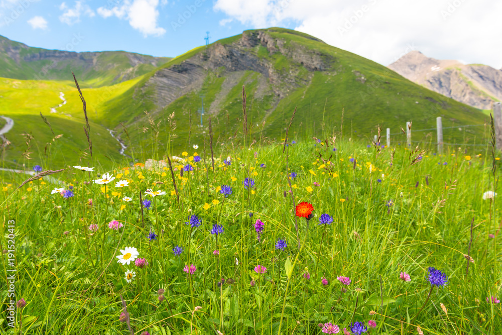 The color of summer. Summer in the mountains of the Alps. Wild flowers in the field. Selective focus.